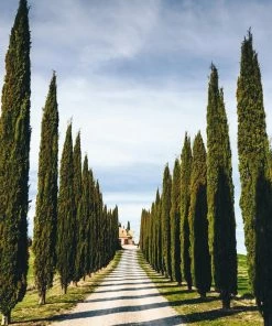 Brighter Blooms Italian Cypress Tree Evergreen & Privacy