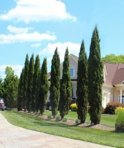 Brighter Blooms Italian Cypress Tree New Trees 9 Brighter Blooms Italian Cypress Tree New Trees