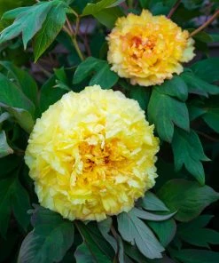 Brighter Blooms Bartzella Peony Shrubs & Hedges