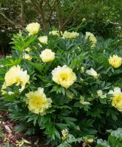 Brighter Blooms Bartzella Peony Shrubs & Hedges