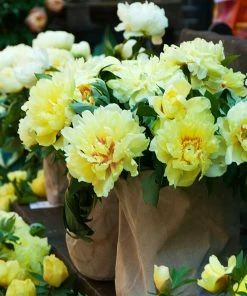 Brighter Blooms Bartzella Peony Shrubs & Hedges