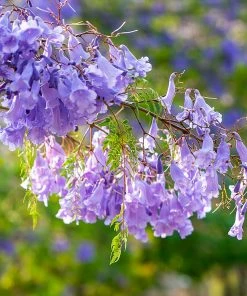 Brighter Blooms Jacaranda Tree