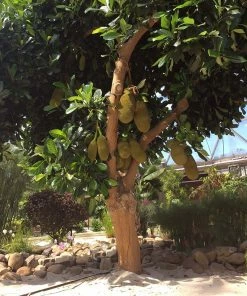 Brighter Blooms Jackfruit Tree Fruit Trees