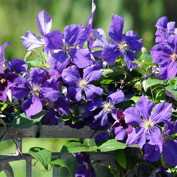 Brighter Blooms Jackmanii Clematis Vine 1 Brighter Blooms Jackmanii Clematis Vine
