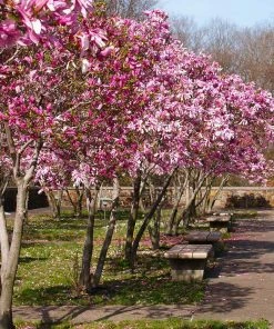 Brighter Blooms Flowering Trees Jane Magnolia Tree