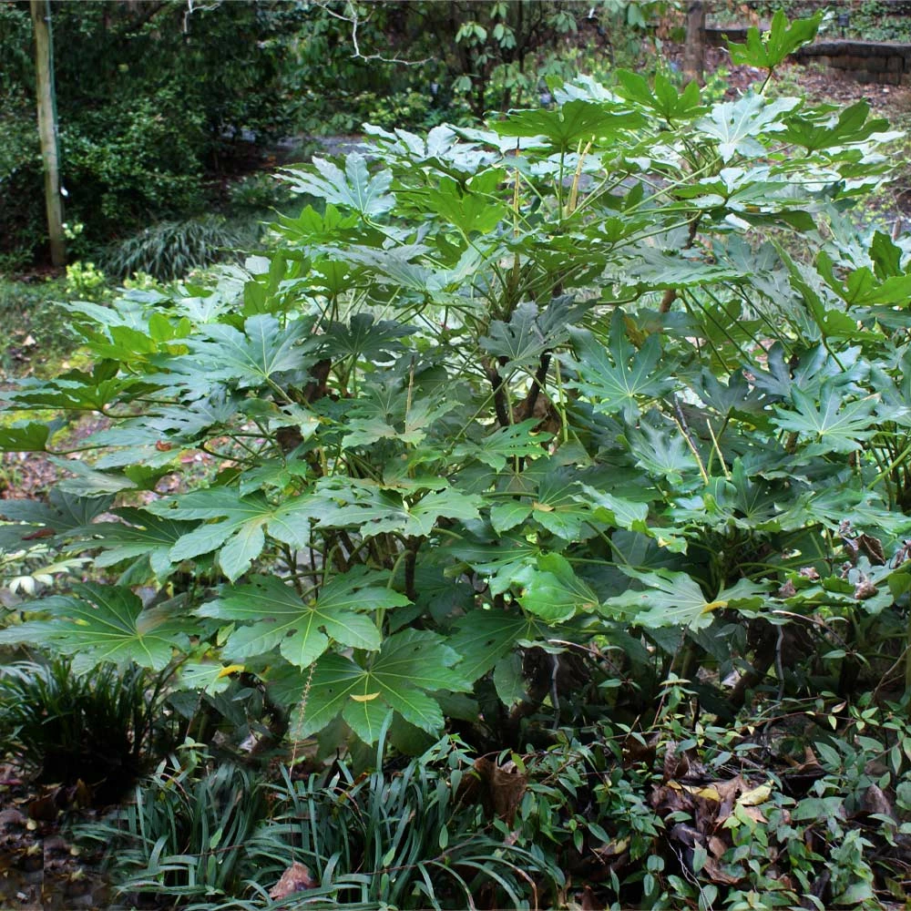Brighter Blooms Japanese Aralia Plant 4 Brighter Blooms Japanese Aralia Plant