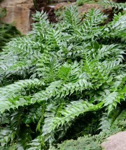 Brighter Blooms Holly Fern Plant