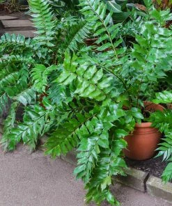 Brighter Blooms Holly Fern Plant