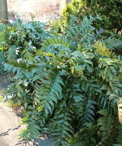 Brighter Blooms Holly Fern Plant