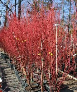 Brighter Blooms Coral Bark Japanese Maple Tree 11 Brighter Blooms Coral Bark Japanese Maple Tree