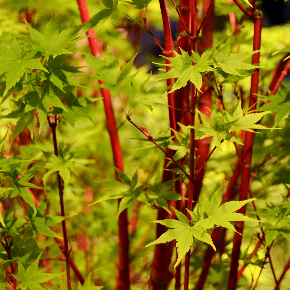 Brighter Blooms Coral Bark Japanese Maple Tree 2 Brighter Blooms Coral Bark Japanese Maple Tree
