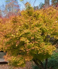 Brighter Blooms Coral Bark Japanese Maple Tree 9 Brighter Blooms Coral Bark Japanese Maple Tree