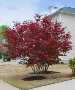 Brighter Blooms Emperor Japanese Maple Tree