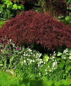 Brighter Blooms Red Dragon Japanese Maple Tree 8 Brighter Blooms Red Dragon Japanese Maple Tree