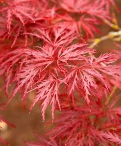 Brighter Blooms Red Dragon Japanese Maple Tree