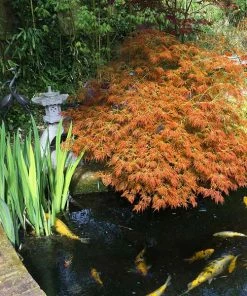 Brighter Blooms Weeping Japanese Maple Tree