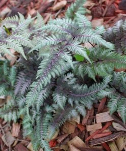 Brighter Blooms Japanese Painted Fern Shrubs & Hedges
