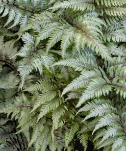Brighter Blooms Japanese Painted Fern Shrubs & Hedges