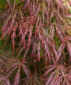 Brighter Blooms Red Select Japanese Maple 8 Brighter Blooms Red Select Japanese Maple