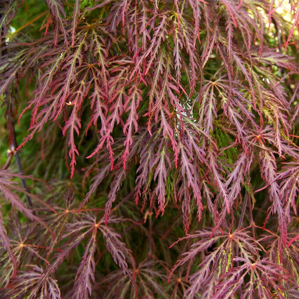 Brighter Blooms Red Select Japanese Maple 4 Brighter Blooms Red Select Japanese Maple