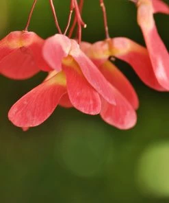 Brighter Blooms Red Select Japanese Maple 9 Brighter Blooms Red Select Japanese Maple