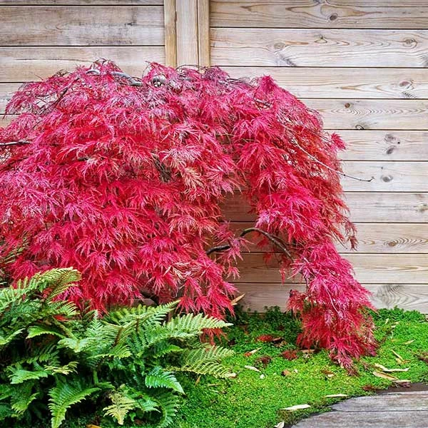 Brighter Blooms Red Select Japanese Maple 1 Brighter Blooms Red Select Japanese Maple