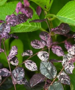 Brighter Blooms Shrubs & Hedges Jazz Hands® Variegated Loropetalum