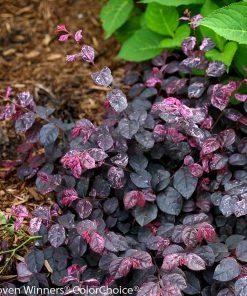 Brighter Blooms Shrubs & Hedges Jazz Hands® Variegated Loropetalum 7 Brighter Blooms Shrubs & Hedges Jazz Hands® Variegated Loropetalum