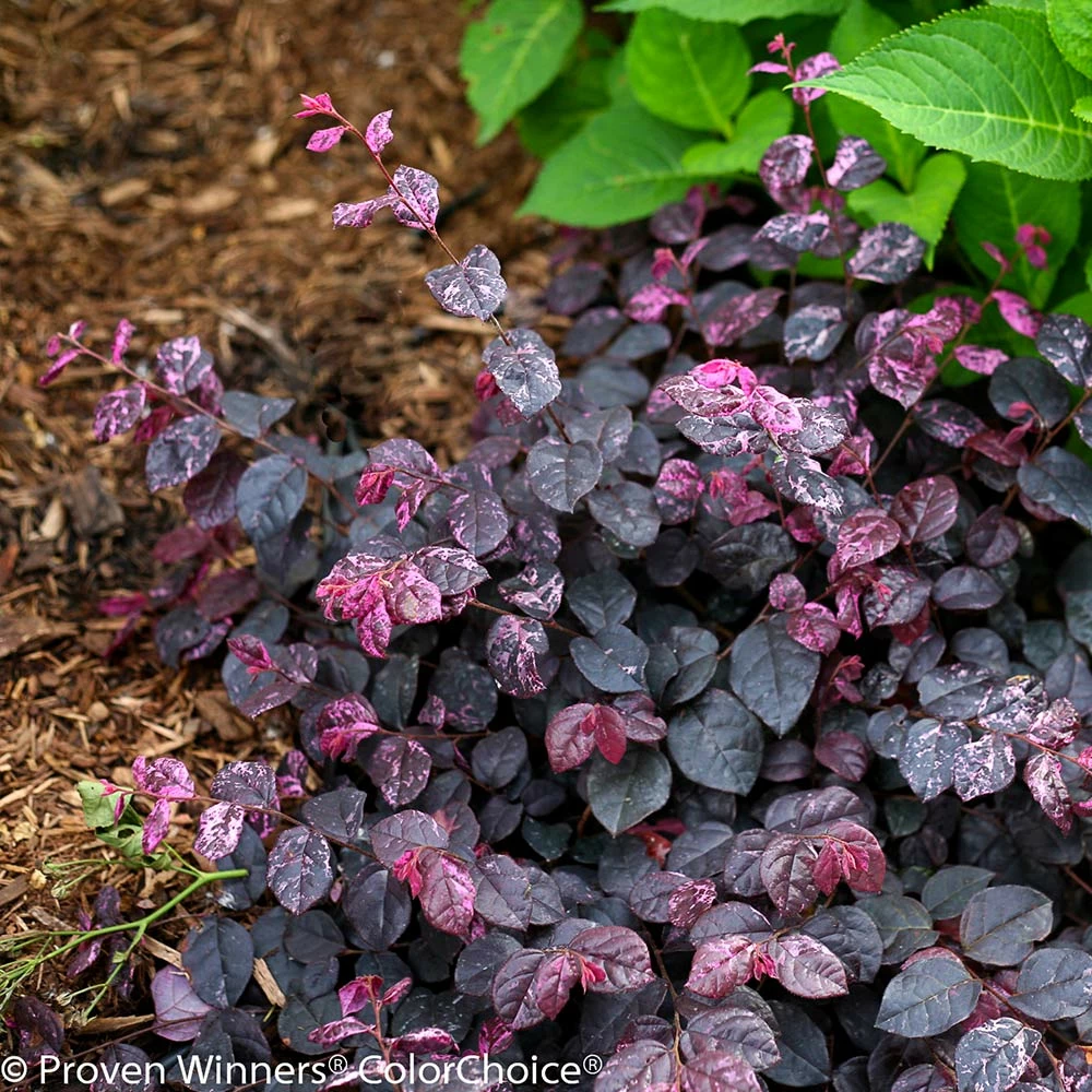 Brighter Blooms Shrubs & Hedges Jazz Hands® Variegated Loropetalum 4 Brighter Blooms Shrubs & Hedges Jazz Hands® Variegated Loropetalum