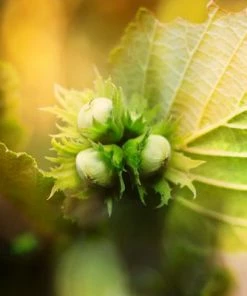 Brighter Blooms Jefferson Hazelnut Tree New Trees