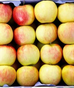 Brighter Blooms Jonagold Apple Tree Fruit Trees