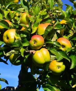 Brighter Blooms Jonagold Apple Tree Fruit Trees