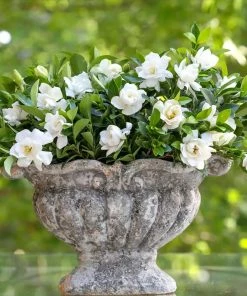 Brighter Blooms Shrubs & Hedges Jubilation Gardenia Shrub 8 Brighter Blooms Shrubs & Hedges Jubilation Gardenia Shrub