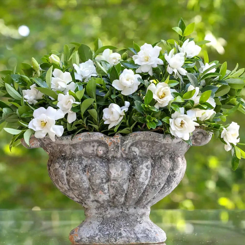 Brighter Blooms Shrubs & Hedges Jubilation Gardenia Shrub 4 Brighter Blooms Shrubs & Hedges Jubilation Gardenia Shrub