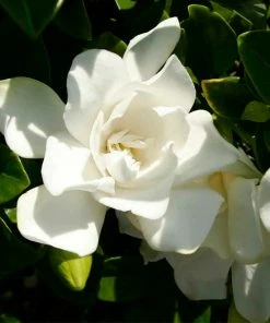 Brighter Blooms Shrubs & Hedges Jubilation Gardenia Shrub