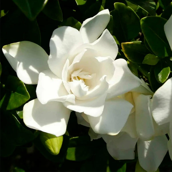 Brighter Blooms Shrubs & Hedges Jubilation Gardenia Shrub 1 Brighter Blooms Shrubs & Hedges Jubilation Gardenia Shrub