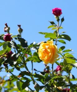 Brighter Blooms Julia Child And Ebb Tide™ Two-fer® Rose Tree Roses
