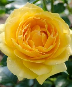 Brighter Blooms Shrubs & Hedges Julia Child Rose 5 Brighter Blooms Shrubs & Hedges Julia Child Rose