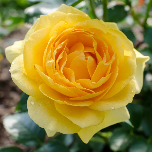 Brighter Blooms Shrubs & Hedges Julia Child Rose 1 Brighter Blooms Shrubs & Hedges Julia Child Rose