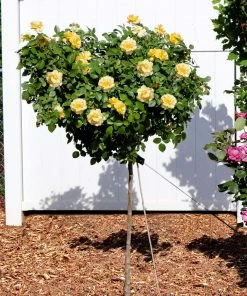Brighter Blooms Roses Julia Child Standard Rose Tree