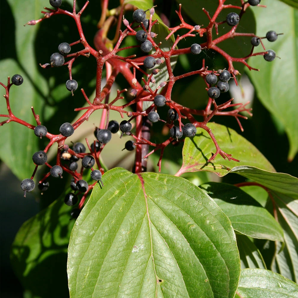 Brighter Blooms June Snow Giant Dogwood Tree Flowering Trees 4 Brighter Blooms June Snow Giant Dogwood Tree Flowering Trees