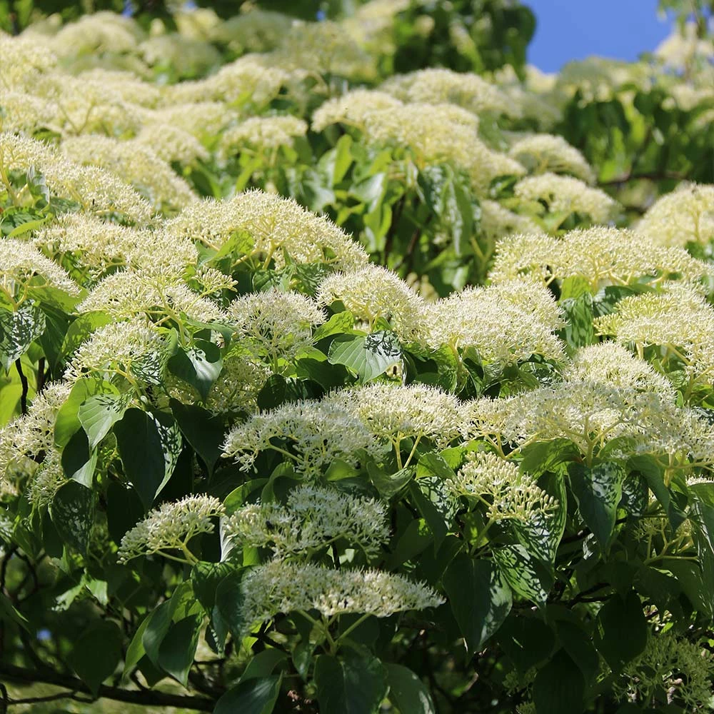 Brighter Blooms June Snow Giant Dogwood Tree Flowering Trees 3 Brighter Blooms June Snow Giant Dogwood Tree Flowering Trees