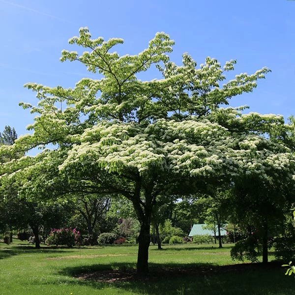 Brighter Blooms June Snow Giant Dogwood Tree Flowering Trees 1 Brighter Blooms June Snow Giant Dogwood Tree Flowering Trees