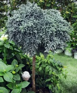 Brighter Blooms Evergreen & Privacy Blue Star Juniper Tree 6 Brighter Blooms Evergreen & Privacy Blue Star Juniper Tree