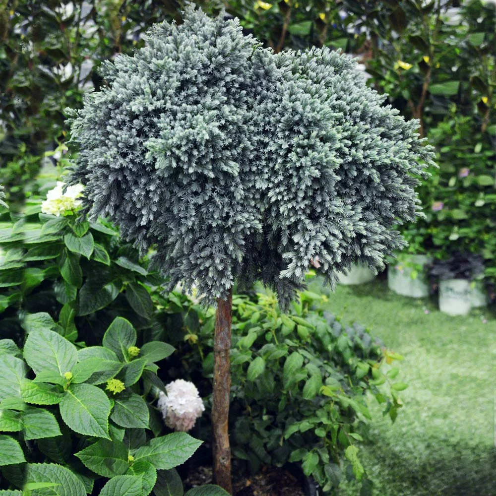 Brighter Blooms Evergreen & Privacy Blue Star Juniper Tree 3 Brighter Blooms Evergreen & Privacy Blue Star Juniper Tree