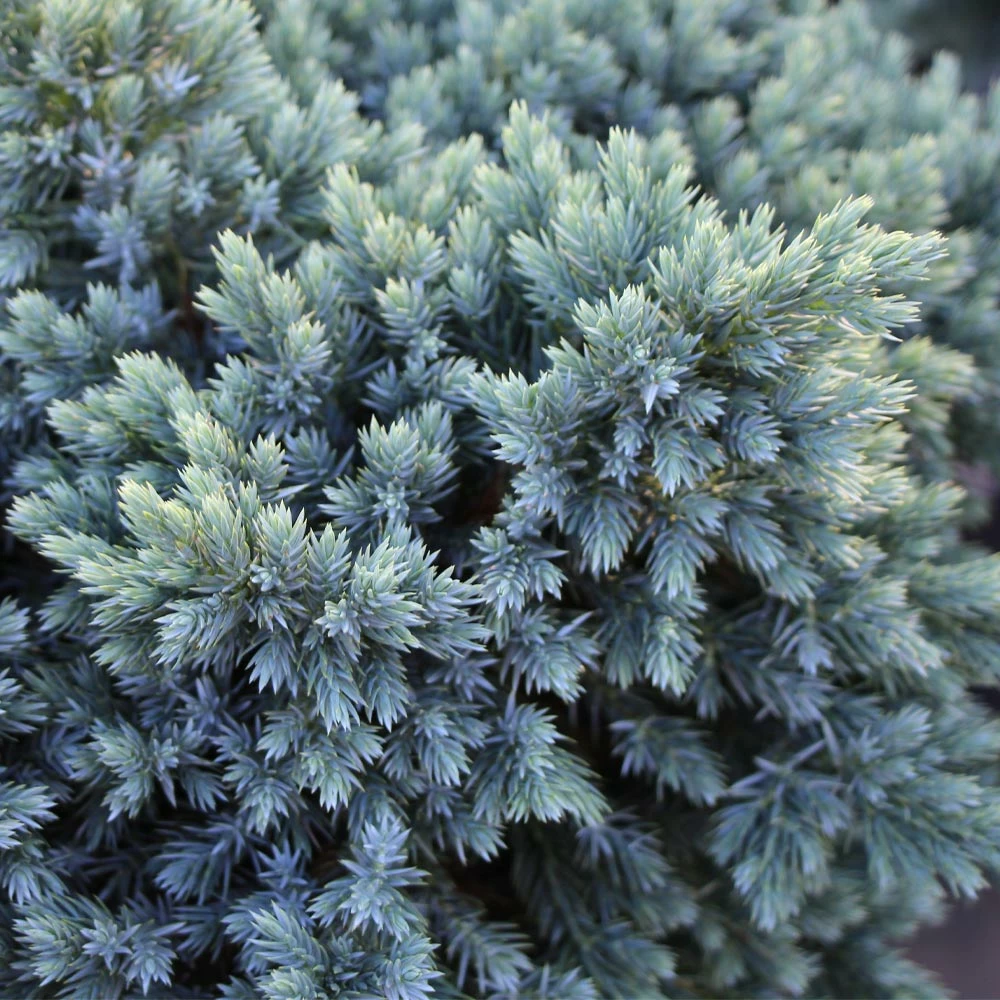 Brighter Blooms Evergreen & Privacy Blue Star Juniper Tree 4 Brighter Blooms Evergreen & Privacy Blue Star Juniper Tree
