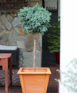 Brighter Blooms Evergreen & Privacy Blue Star Juniper Tree