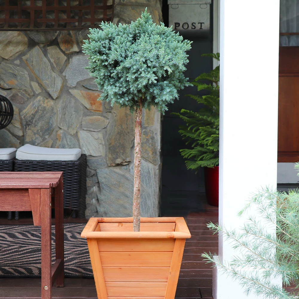 Brighter Blooms Evergreen & Privacy Blue Star Juniper Tree 2 Brighter Blooms Evergreen & Privacy Blue Star Juniper Tree