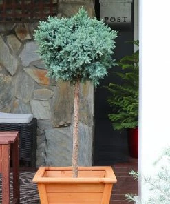 Brighter Blooms Evergreen & Privacy Blue Star Juniper Tree