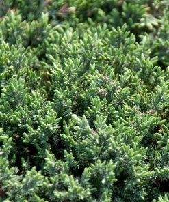 Brighter Blooms Blue Pacific Juniper Shrub Juniper Trees